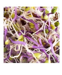 Seeds germinate - Red Cabbage BIO, 100 g